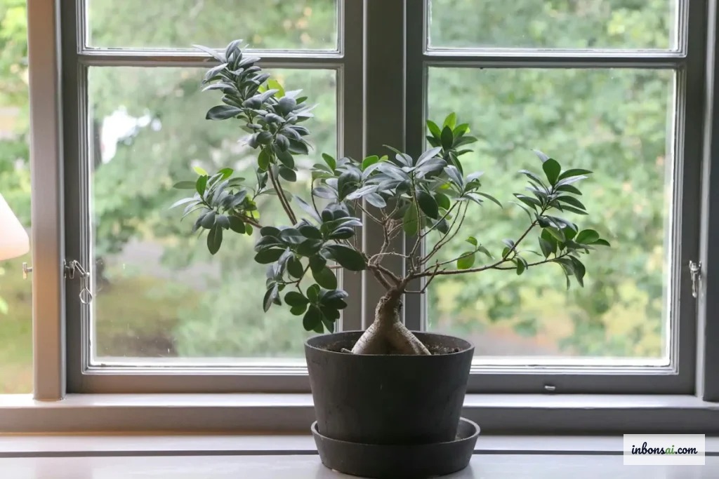 Un bonsai ficus ginseng posto vicino a una finestra che riceve luce indiretta in casa