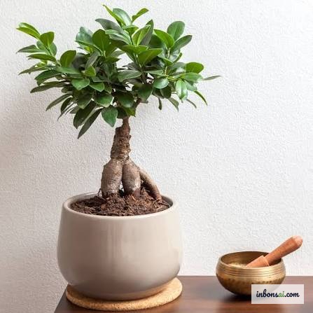 Un bonsai ficus ginseng con la sua caratteristica base radicale bulbosa coltivato in casa