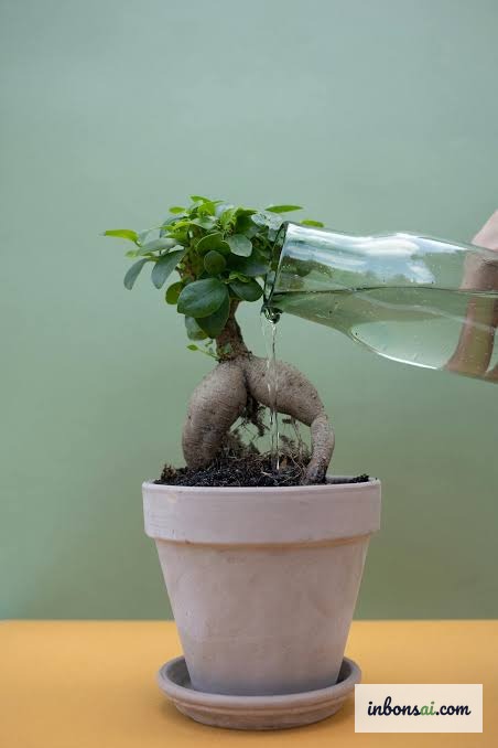 Annaffiare correttamente un bonsai ficus ginseng per mantenere l'umidità equilibrata