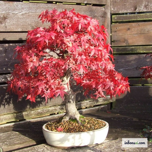 Bonsai in weiß glasierter Schale, der flache Gefäße und durchlässiges Substrat veranschaulicht