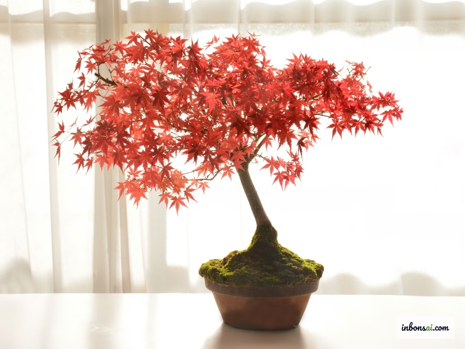Nahaufnahme leuchtend roter Blätter eines Fächerahorn-Bonsai mit unversehrten Rändern