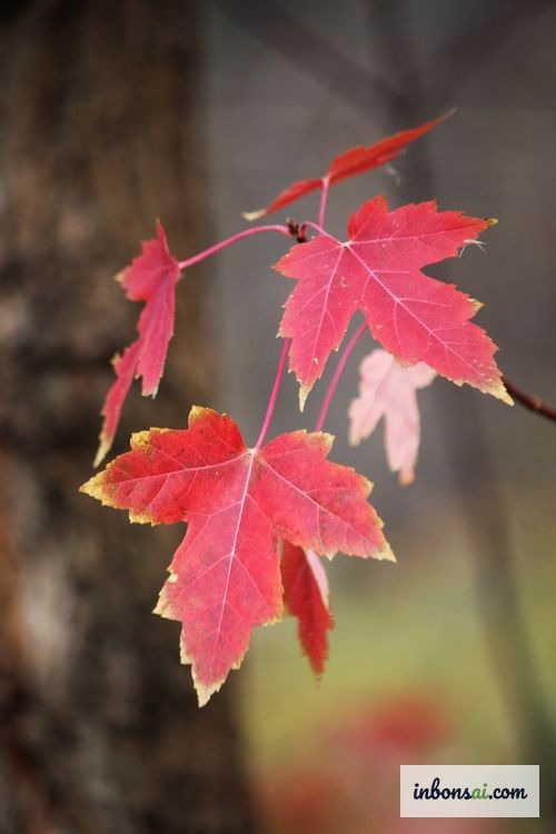 Rot und orange verfärbtes Fächerahornlaub im Herbst nach einem Jahr richtiger Pflege