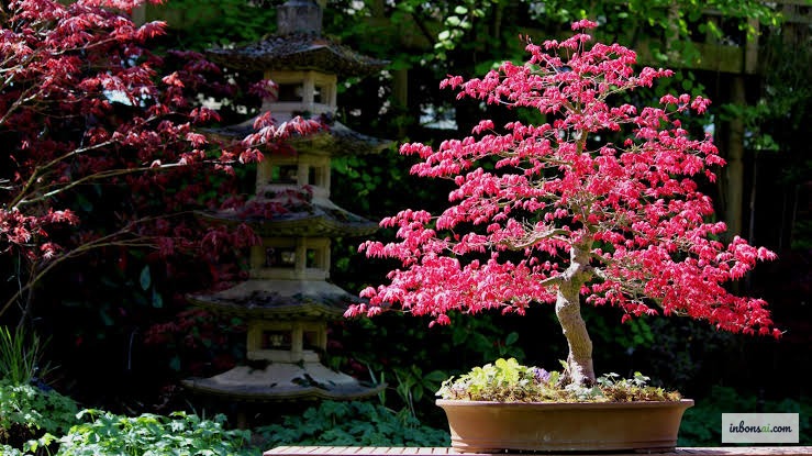 Morgensonne, die durch Ahornlaub fällt und die passende Lichtstärke für Bonsai zeigt