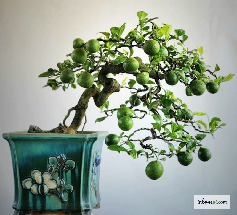 Cây chanh bonsai mini trồng trong chậu nhỏ, dáng đẹp tự nhiên
