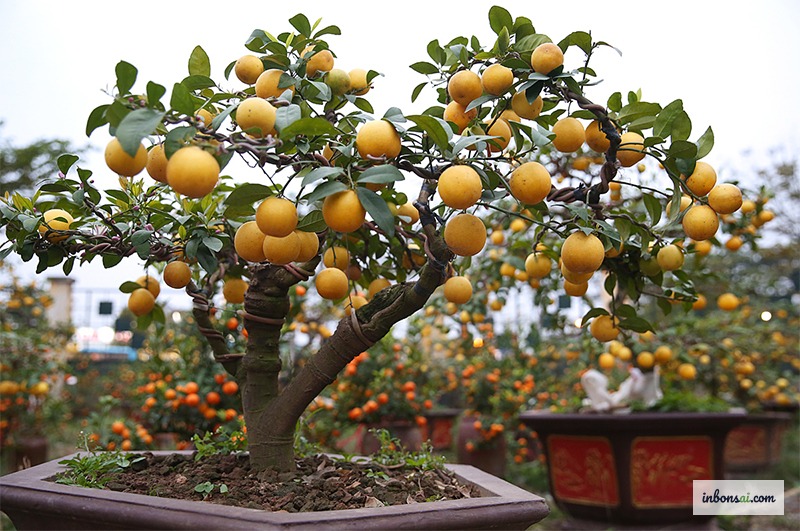 Cây chanh bonsai với quả vàng óng ả trĩu cành, đẹp tự nhiên