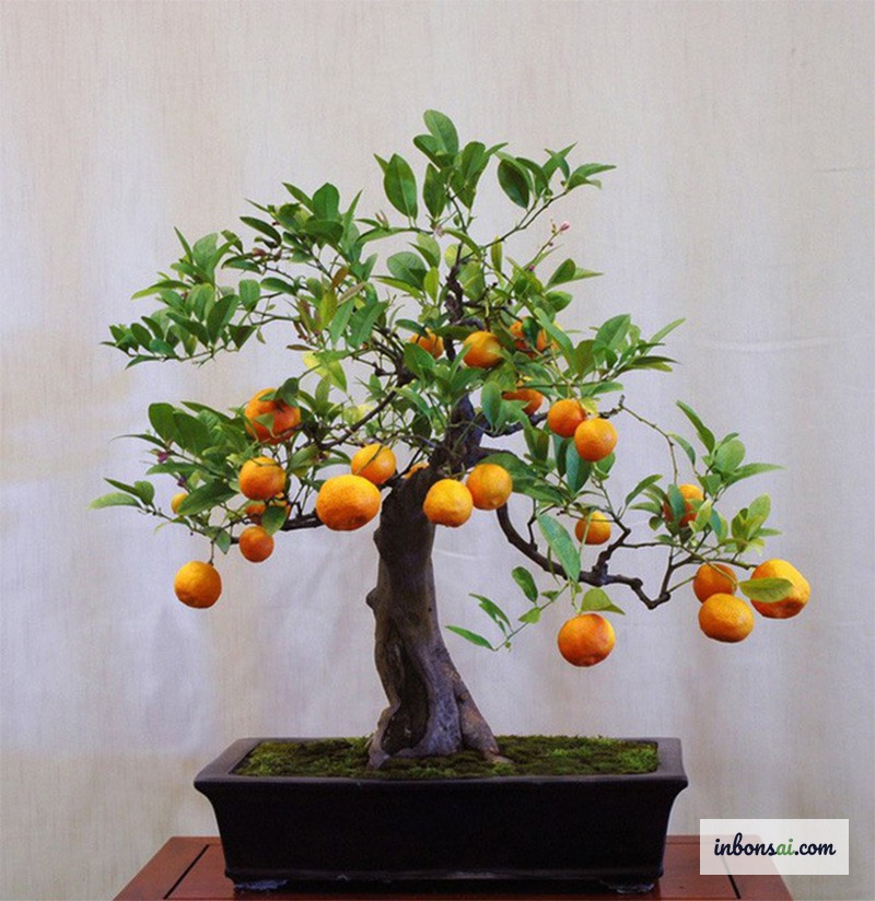 Kỹ thuật tạo dáng bonsai chanh cơ bản với cành cắt tỉa gọn đẹp
