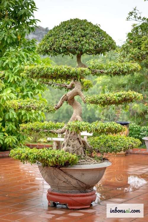 Chọn chậu và giá thể trồng cây chanh bonsai mini đúng cách
