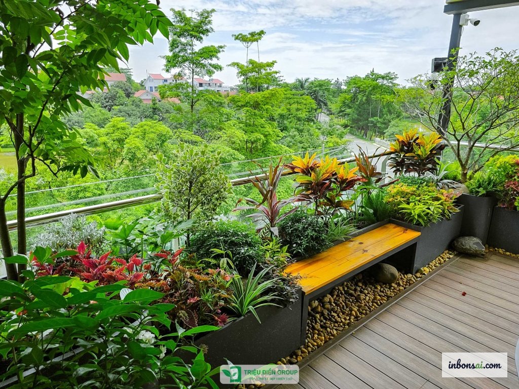 Vườn bonsai ngoài trời với nhiều cây đặt nơi đón nắng
