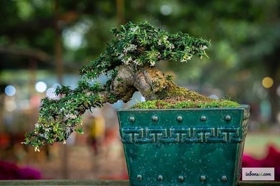 Cây bonsai cận cảnh trong vườn, minh họa cách chọn bonsai cho người mới trong nhà ngoài trời
