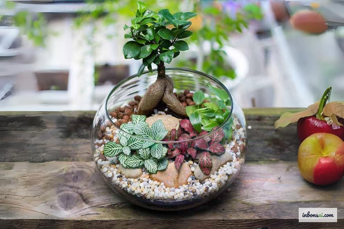 Cây bonsai nhỏ để bàn trong nhà, lá xanh tươi