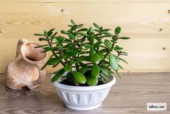 Cây ngọc bích bonsai trong chậu, loài dễ chăm cho người mới