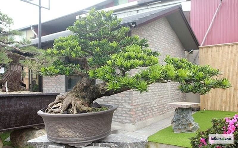 Cận cảnh cây tùng bonsai ngoài trời cần nhiều nắng