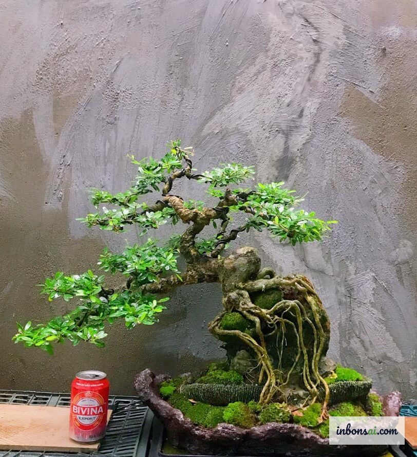 Cây bonsai thổ mệnh cổ thụ thân dày vững chắc