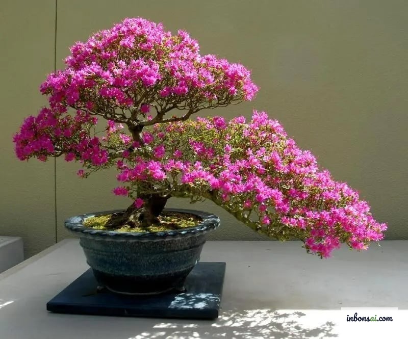 Cây bonsai hoa đỏ mệnh Hỏa rực rỡ trong chậu gốm