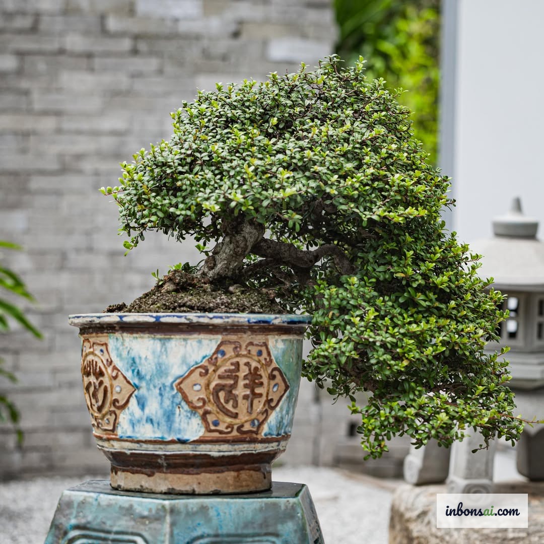 Cây bonsai xanh tươi phù hợp mệnh Mộc theo ngũ hành phong thủy