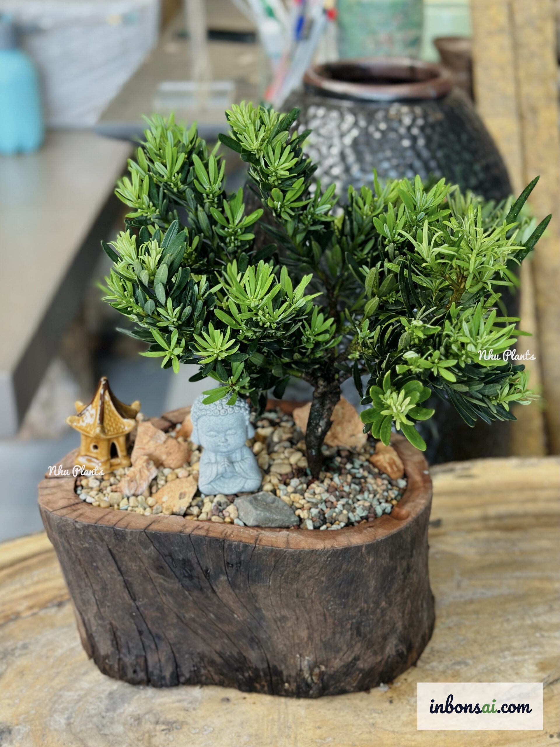 Lựa chọn bonsai tại vườn cây phù hợp phong thủy ngũ hành
