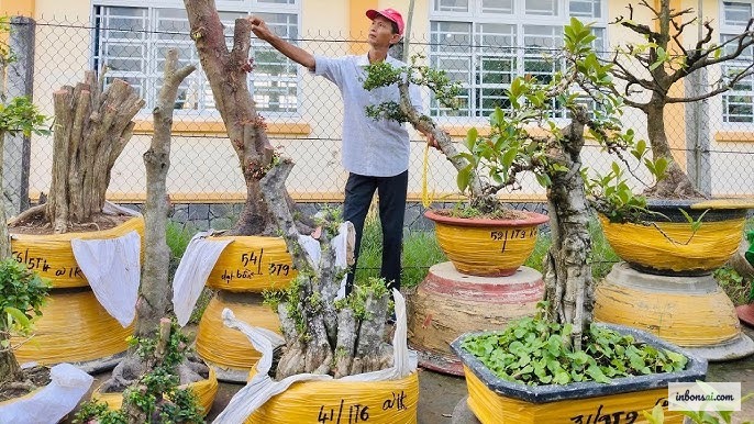 采集岭南盆景素材树的最佳时节 — 春季和初秋是最理想的时期
