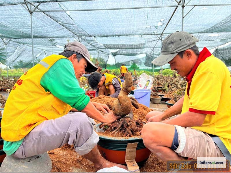 采集后岭南盆景素材树的养护 — 遮阴放置、恢复期保持适当湿度
