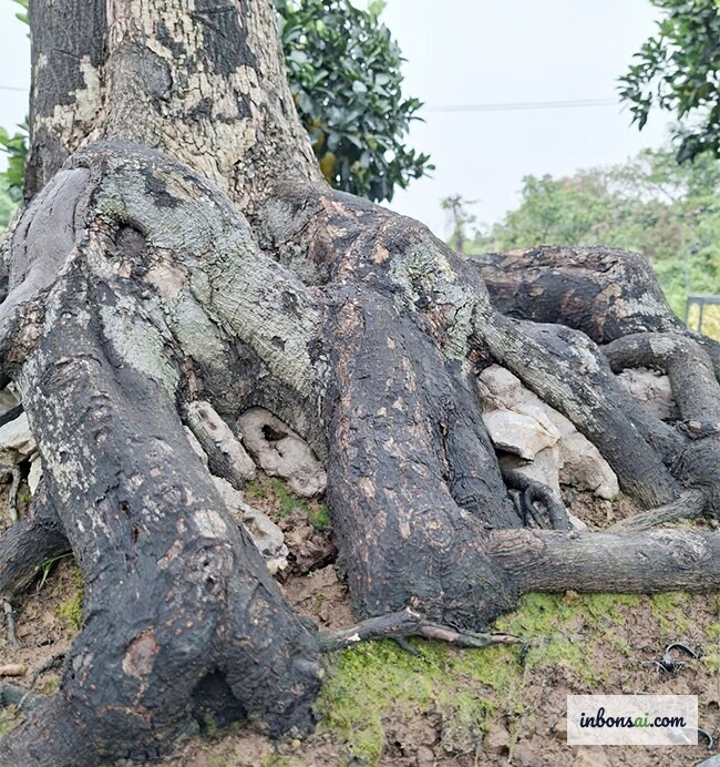 岭南盆景素材树选材标准 — 粗壮根基、优美的板根（根盘）及天然肌理的树干
