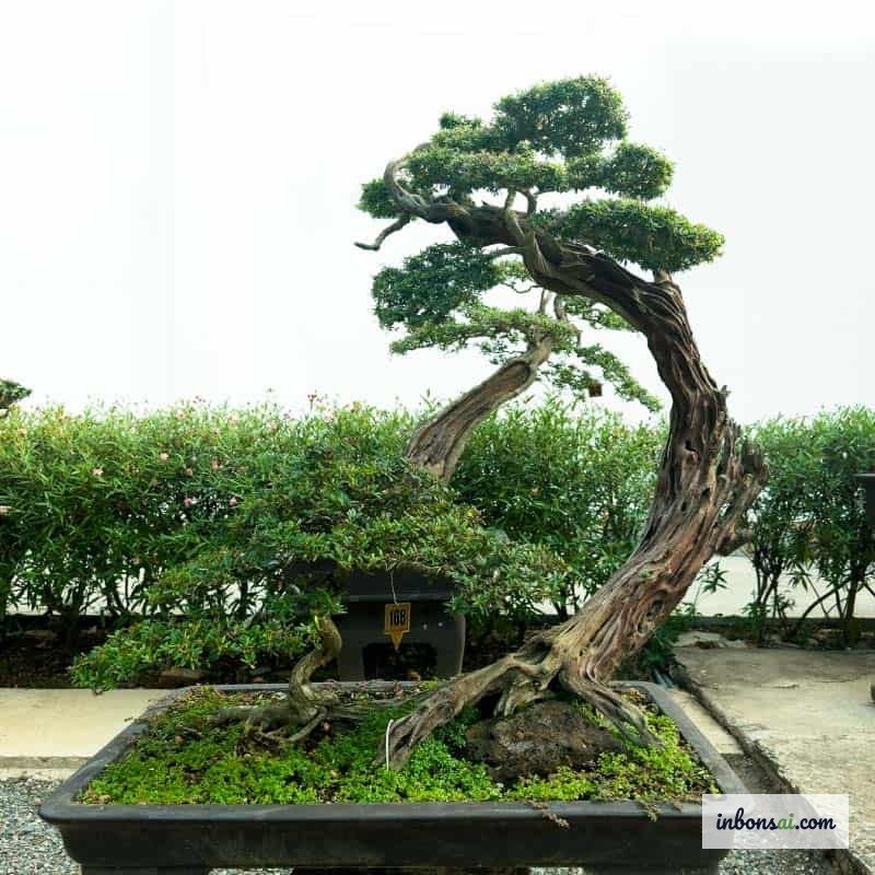 从自然界挑选岭南盆景素材树 — 在山林中寻找根基粗壮、根系优美的野生树木