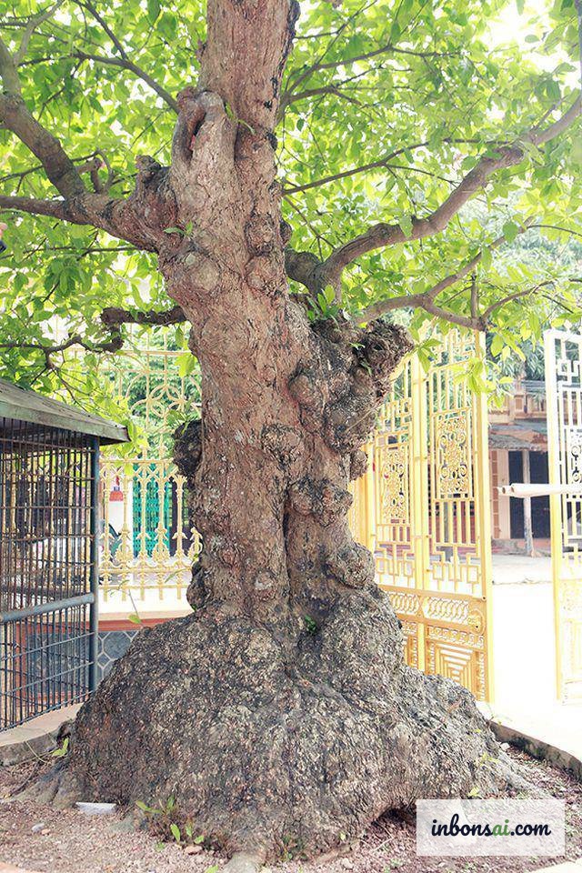 岭南盆景常用素材树种 — 越南的楮树、水蒲桃和野生酸豆等
