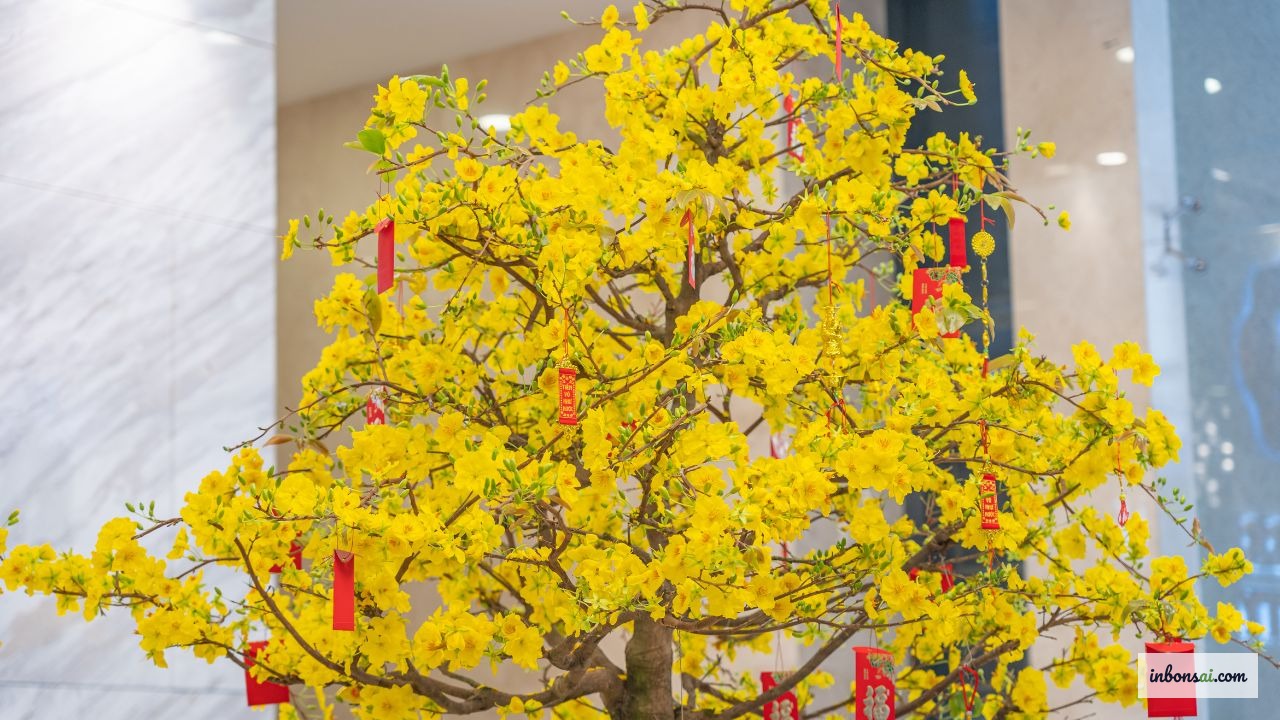 Cách chọn mai ngày tết 2