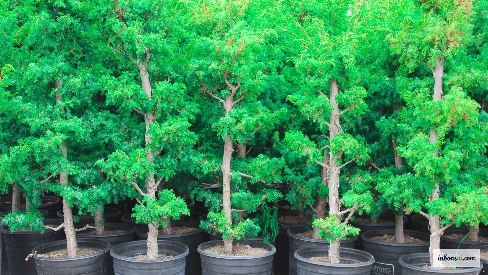 Cây phôi bonsai thông bày bán tại vườn ươm