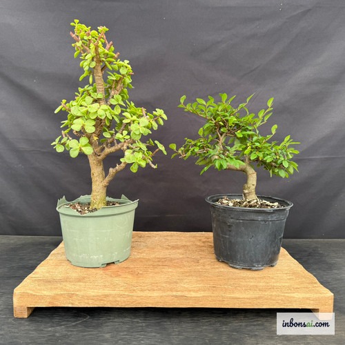 Cây phôi bonsai nguyên liệu trong chậu trắng chưa tạo dáng