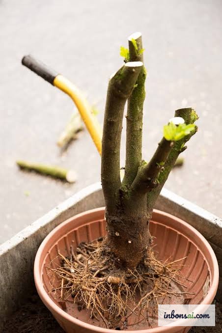 Kiểm tra cận cảnh bộ rễ cây phôi bonsai trước khi mua