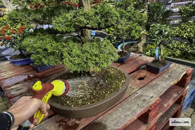 Tưới phun sương chăm sóc cây phôi bonsai giai đoạn phục hồi