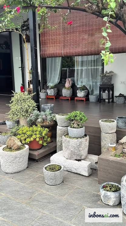 Alter Steinmörser als Bonsai-Topf im klassischen Garten