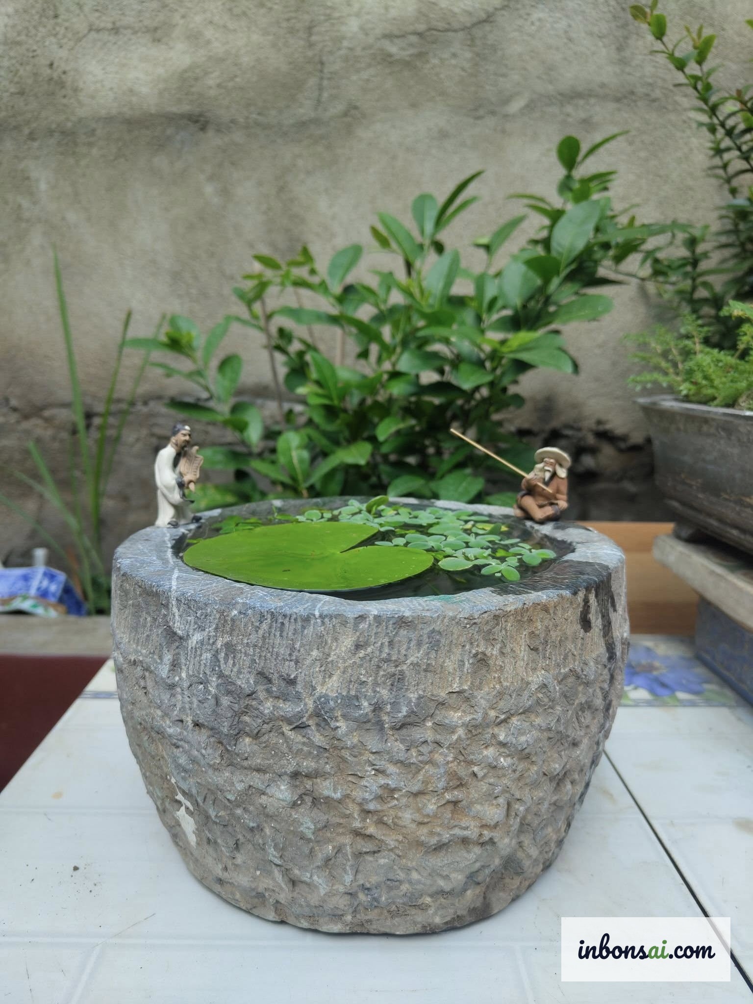 Cối đá trồng sen mini và hoa súng trong tiểu cảnh sân vườn