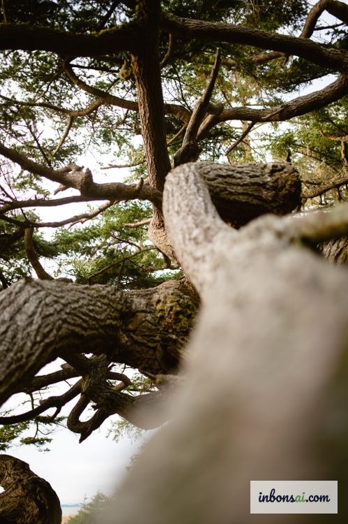 Abgebrochener Bonsai-Ast nach einem Sturm, der vor der Behandlung sorgfältig untersucht werden muss