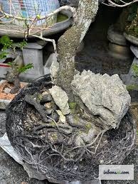 Cây bonsai muội hồng cần thay đất định kỳ để rễ phát triển khỏe mạnh