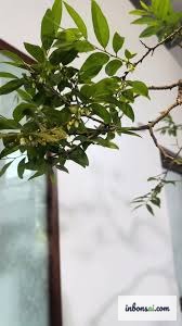 Hoa trắng nhỏ đặc trưng của cây muội hồng bonsai trong chậu cảnh