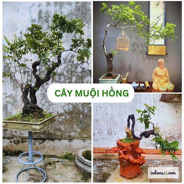 Đất trồng bonsai cây muội hồng với hỗn hợp akadama pumice trấu hun