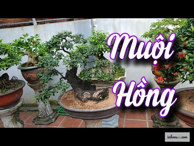 Chuẩn bị nguyên liệu và trộn đất bonsai muội hồng tại nhà