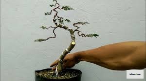 針金掛けで実現されたさまざまな盆栽の形