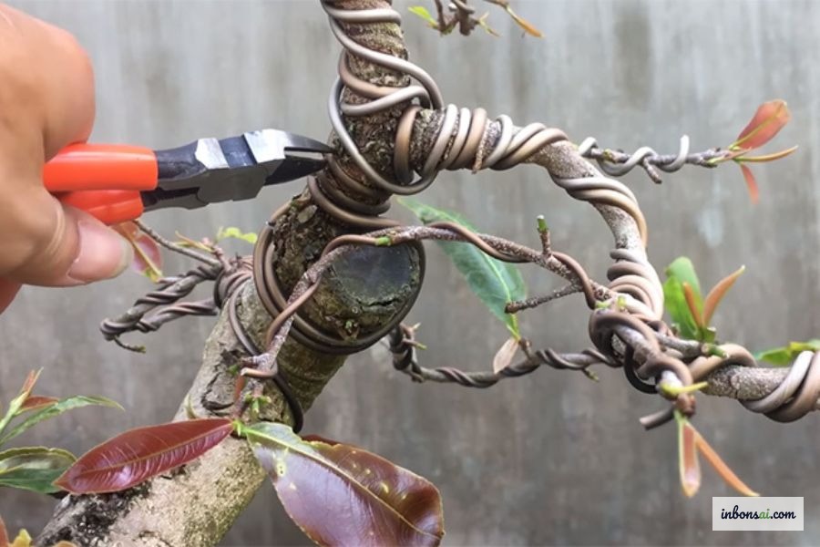 避けるべき盆栽の針金掛けの一般的な間違い