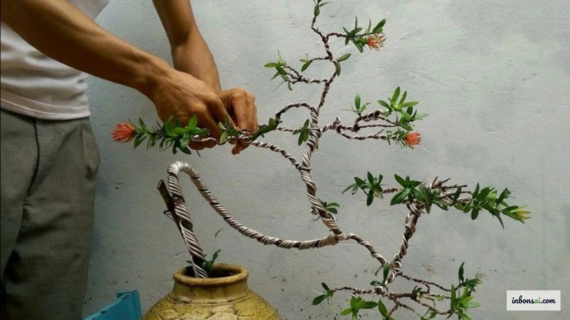盆栽の針金掛け技法のステップバイステップデモンストレーション
