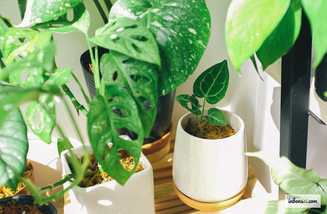 自动定时器控制盆景补光灯照射时间表