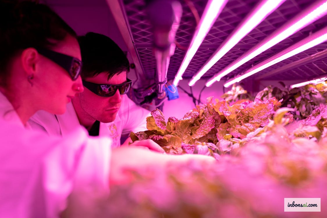 LED植物补光灯为公寓室内盆景提供人工光照