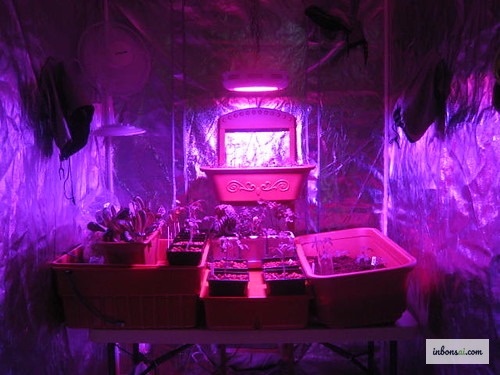 根据盆景盆数和树种需求选择合适的LED补光灯功率