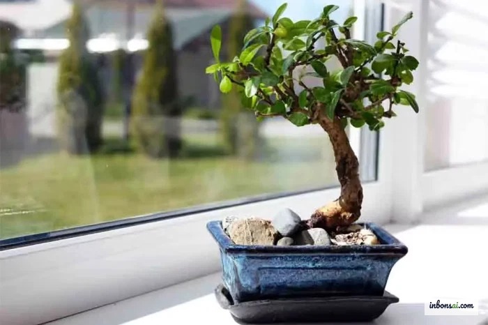 Pencere kenarında sağlıklı yeşil yapraklara sahip iç mekan bonsai