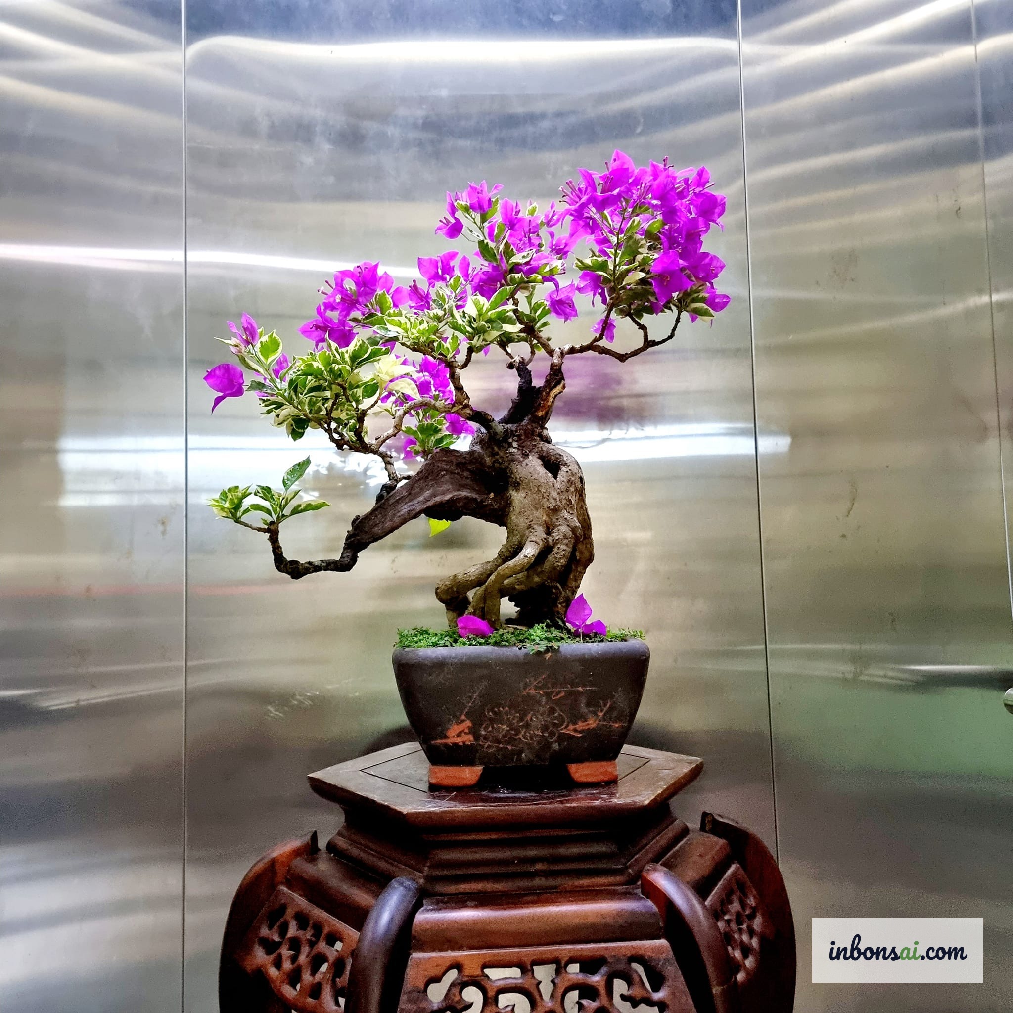 年中開花を維持するためのブーゲンビリア盆栽ミニのケア技術