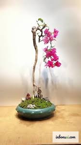 花色と五行命別のブーゲンビリア盆栽の風水的意味