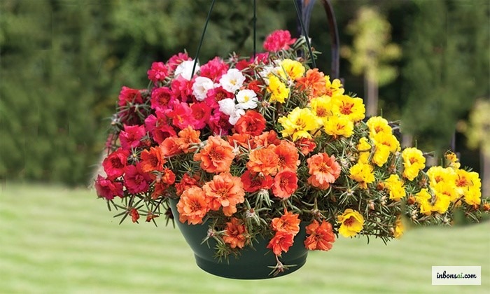 Cách tưới nước chăm sóc cây bonsai đúng kỹ thuật