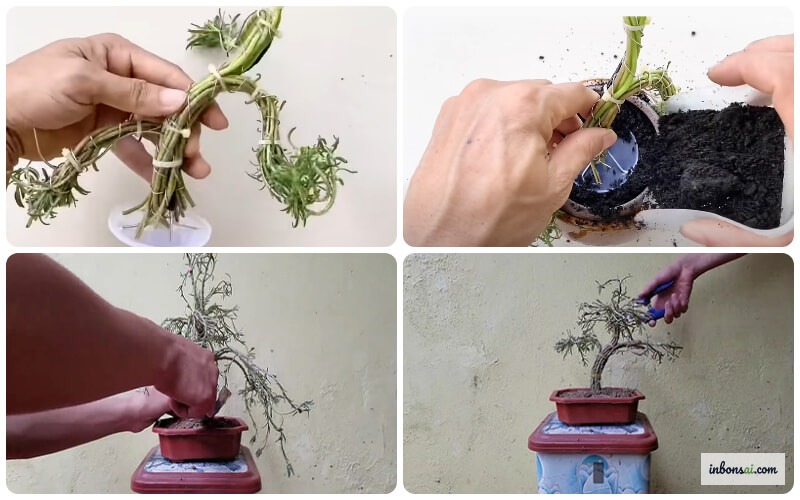 Kỹ thuật cắt tỉa tạo dáng bonsai đúng cách