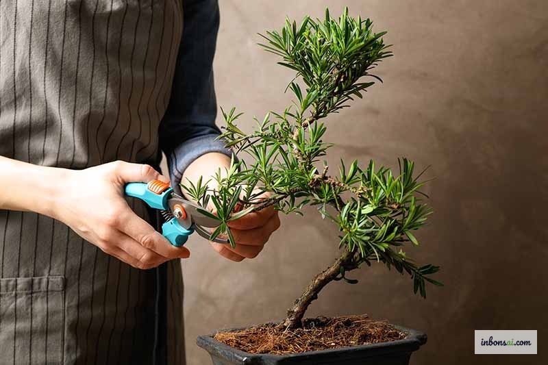 区分盆景中的结构性修剪与维护性修剪