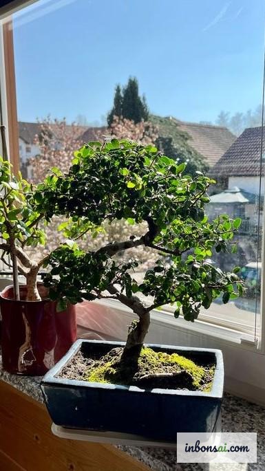 Bonsai đặt gần cửa sổ đón ánh sáng tự nhiên